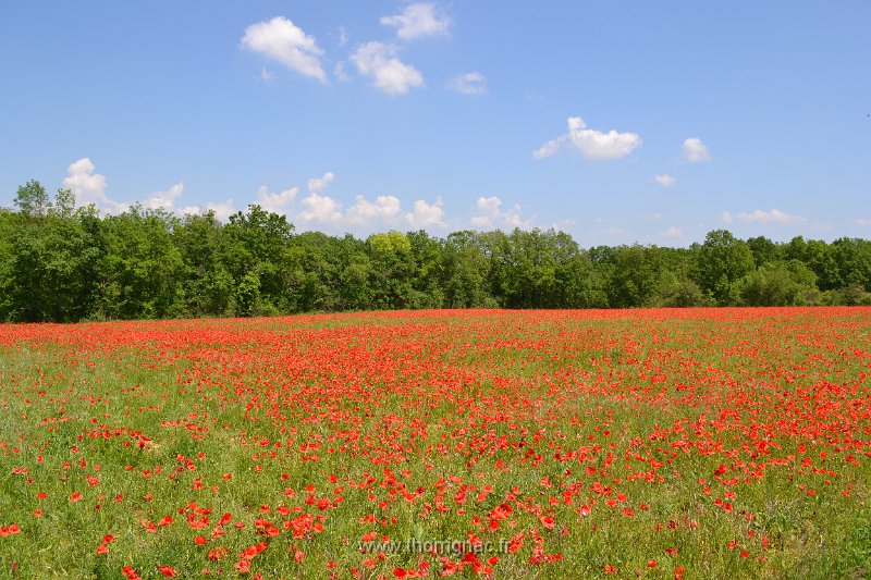DSC 0130.JPG - Champ de coquelicot dans le Tarn.